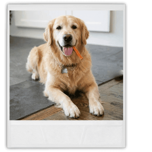 A happy golden retriever lying on a porch.