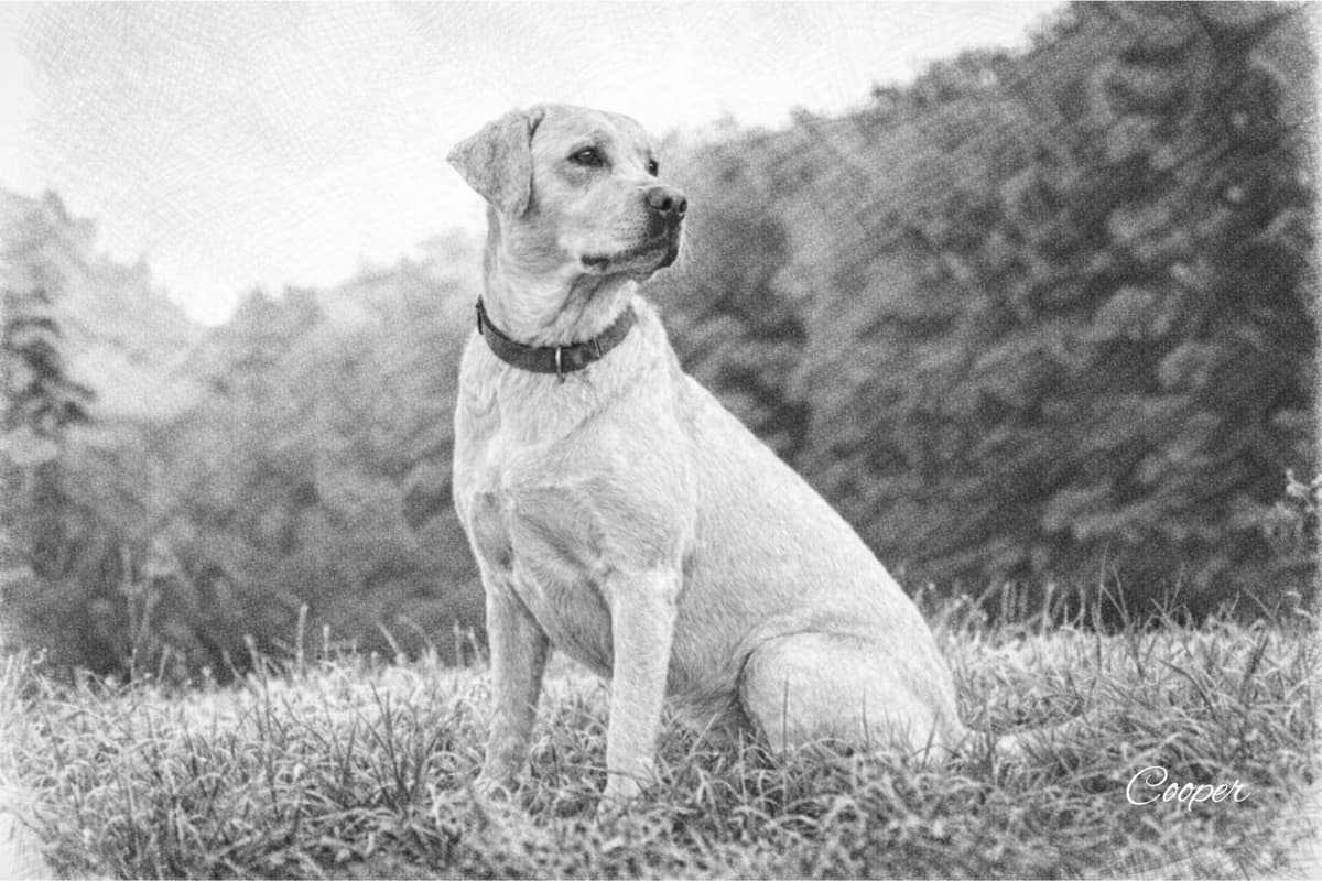 A black and white sketch of a happy labrador playing with a ball.