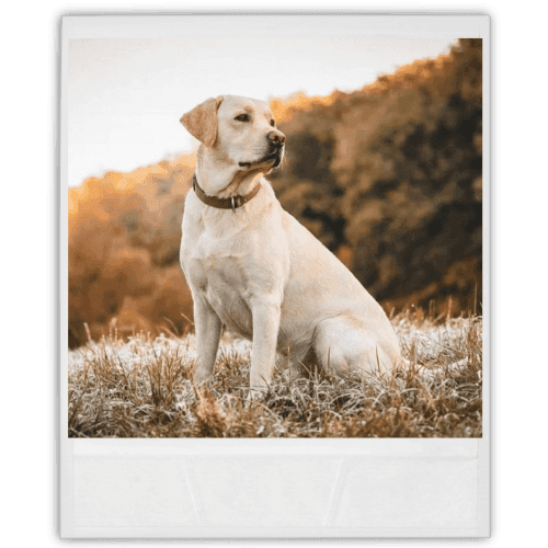 A happy labrador sitting in a field.