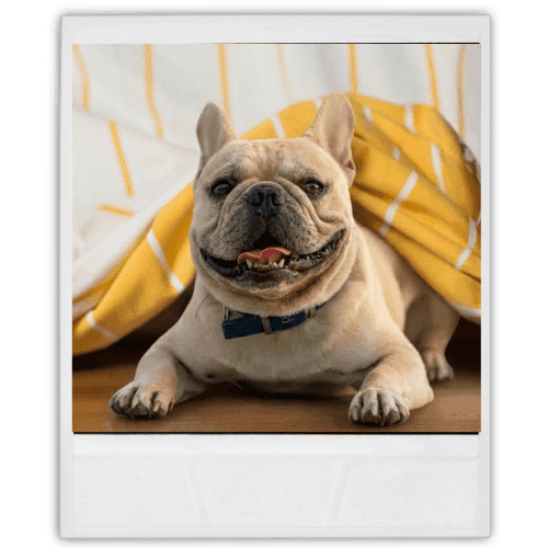 A happy french bulldog under a blanket.